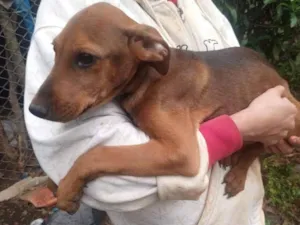 Cachorro raça SRD-ViraLata idade 2 a 6 meses nome Madruguinha