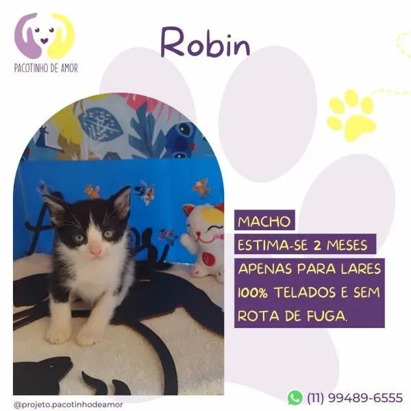 Gato ra a SRD-ViraLata idade 2 a 6 meses nome Robin