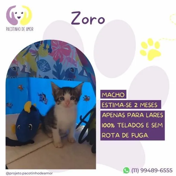 Gato ra a SRD-ViraLata idade 2 a 6 meses nome Zoro