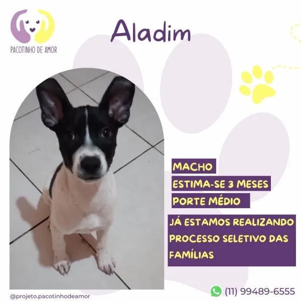 Cachorro ra a SRD-ViraLata idade 2 a 6 meses nome Aladim