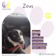 Zeus