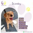 Scooby