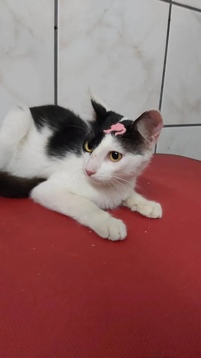 Gato ra a SRD-ViraLata idade 7 a 11 meses nome Lily