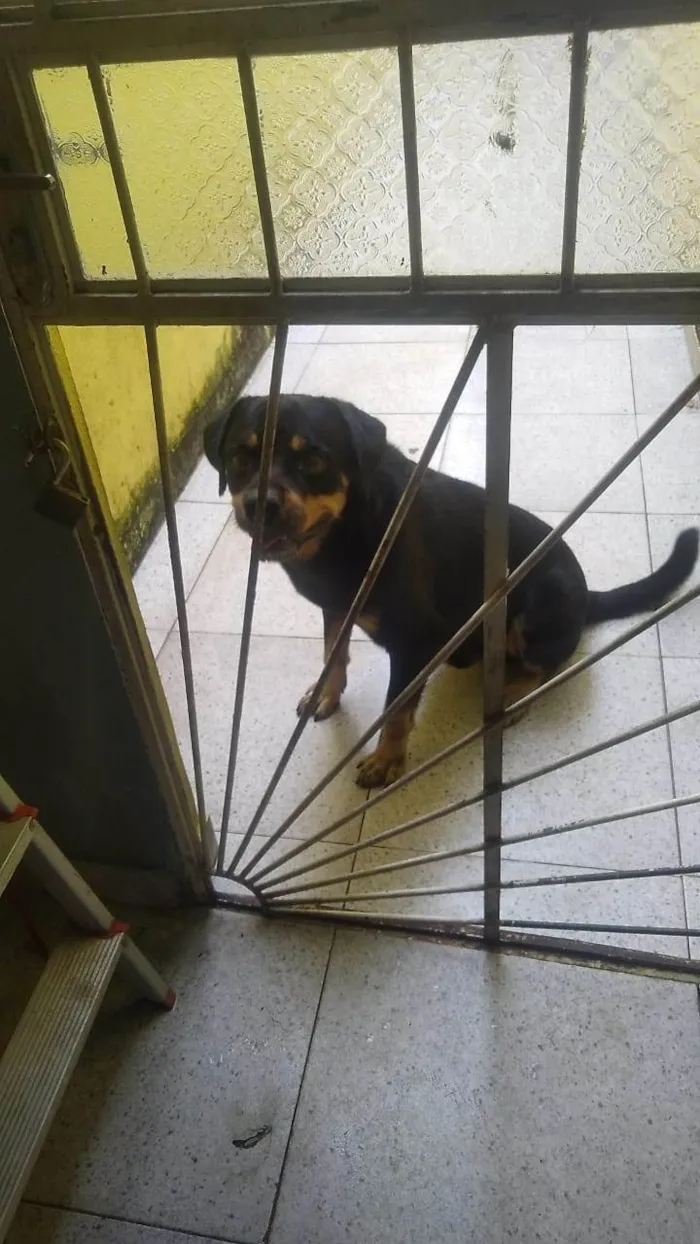 Cachorro ra a Rottweiler idade 2 anos nome zorro