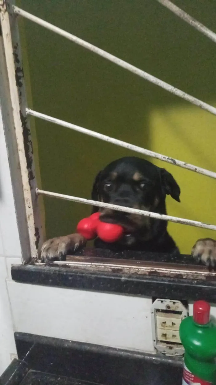 Cachorro ra a Rottweiler idade 2 anos nome zorro