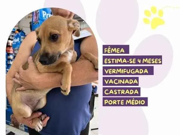 Cachorro ra a SRD-ViraLata idade 2 a 6 meses nome Pacoca