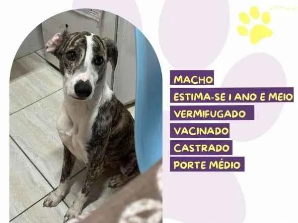 Cachorro ra a SRD-ViraLata idade 1 ano nome Enzo