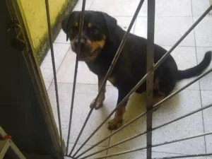 Cachorro raça Rottweiler idade 2 anos nome zorro