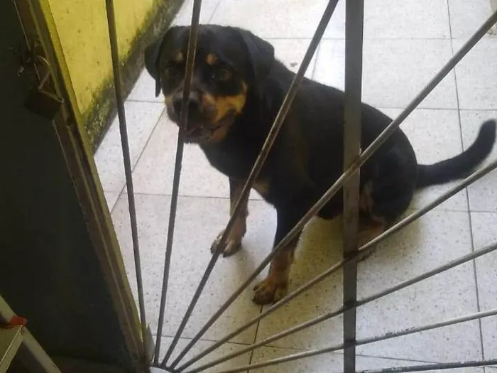 Cachorro ra a Rottweiler idade 2 anos nome zorro