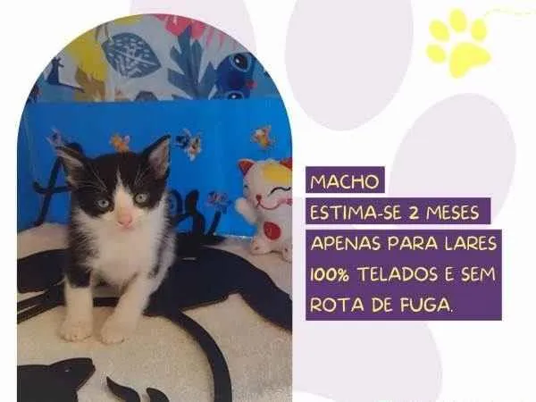 Gato ra a SRD-ViraLata idade 2 a 6 meses nome Robin