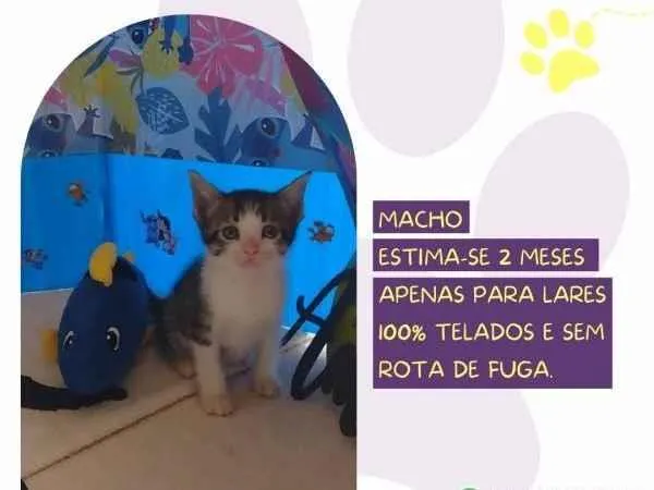 Gato ra a SRD-ViraLata idade 2 a 6 meses nome Zoro