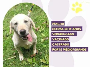 Cachorro raça SRD-ViraLata idade 1 ano nome Joca