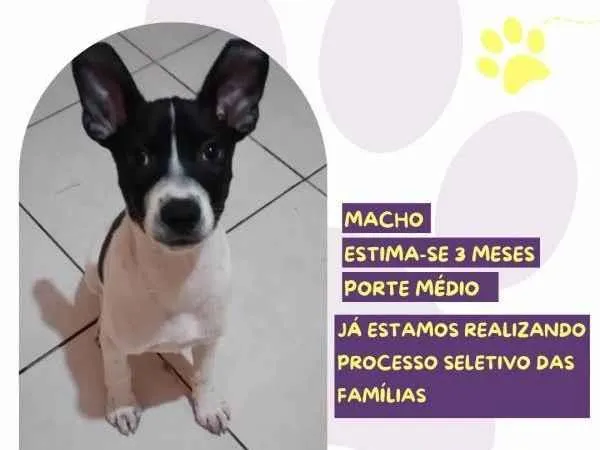 Cachorro ra a SRD-ViraLata idade 2 a 6 meses nome Aladim