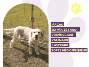 Cachorro raça SRD-ViraLata idade 1 ano nome Snow