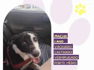 Cachorro raça SRD-ViraLata idade 1 ano nome Zeus