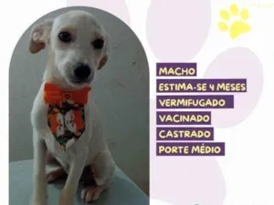 Cachorro raça SRD-ViraLata idade 2 a 6 meses nome Acai