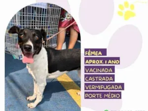 Cachorro raça SRD-ViraLata idade 1 ano nome Matilda