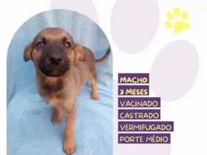 Cachorro raça SRD-ViraLata idade 2 a 6 meses nome Eddie