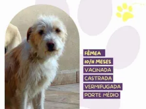 Cachorro raça SRD-ViraLata idade 1 ano nome Tina