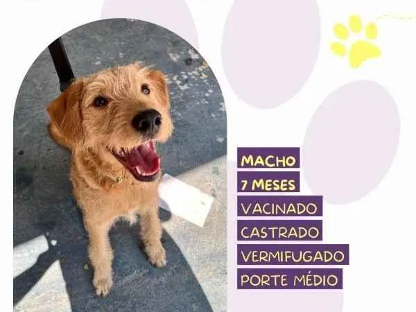 Cachorro ra a SRD-ViraLata idade 1 ano nome Scooby