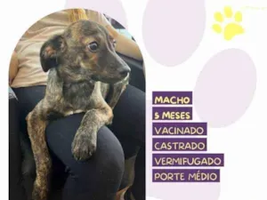 Cachorro raça SRD-ViraLata idade 1 ano nome Faisca