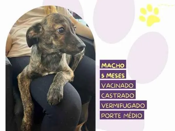 Cachorro ra a SRD-ViraLata idade 1 ano nome Faisca