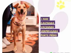 Cachorro raça SRD-ViraLata idade 1 ano nome Pandora