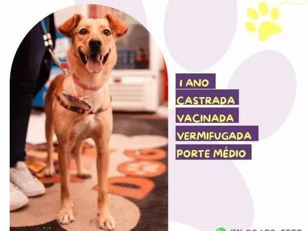 Cachorro ra a SRD-ViraLata idade 1 ano nome Pandora