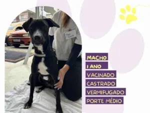 Cachorro raça SRD-ViraLata idade 1 ano nome Thor