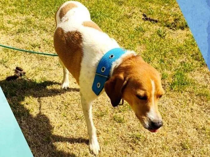 Cachorro ra a SRD-ViraLata idade 4 anos nome Bento