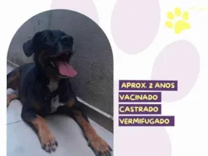 Cachorro raça SRD-ViraLata idade 1 ano nome Gigante Emilio