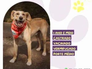 Cachorro raça SRD-ViraLata idade 2 a 6 meses nome Lyon