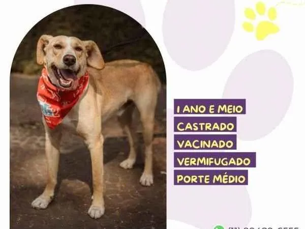 Cachorro ra a SRD-ViraLata idade 2 a 6 meses nome Lyon