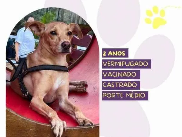 Cachorro ra a SRD-ViraLata idade 1 ano nome Start