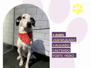 Cachorro raça SRD-ViraLata idade 1 ano nome Milk