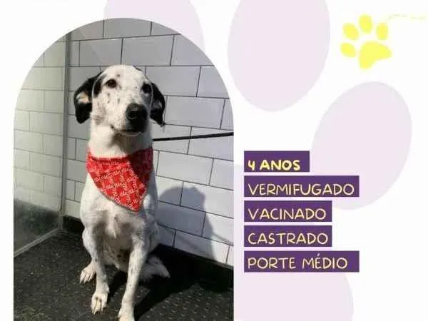 Cachorro ra a SRD-ViraLata idade 1 ano nome Milk