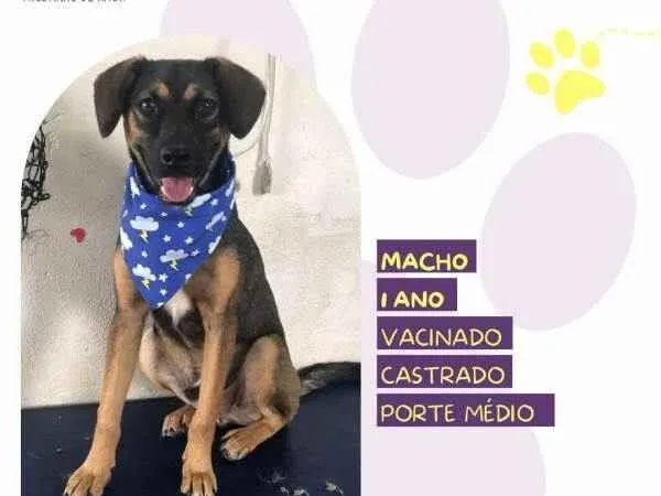 Cachorro ra a SRD-ViraLata idade 1 ano nome Duque