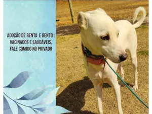 Cachorro raça SRD-ViraLata idade 4 anos nome Benta