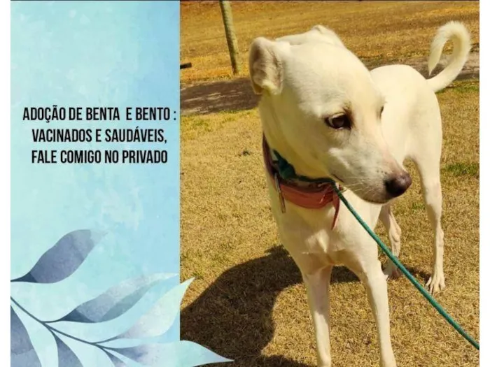 Cachorro ra a SRD-ViraLata idade 4 anos nome Benta