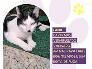 Gato raça SRD-ViraLata idade 2 a 6 meses nome Duuu