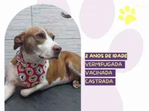 Cachorro raça SRD-ViraLata idade 1 ano nome Zara