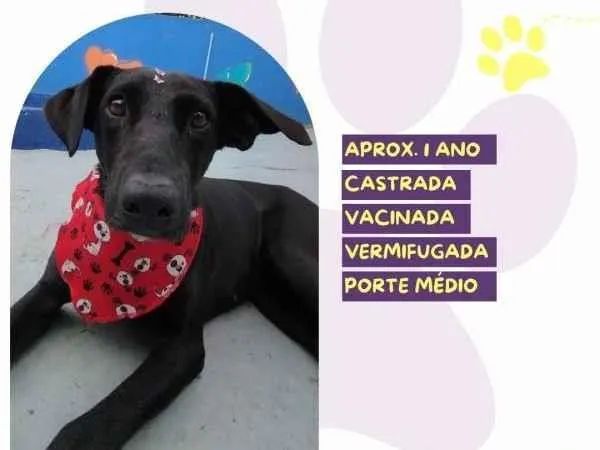 Cachorro ra a SRD-ViraLata idade 1 ano nome Kika