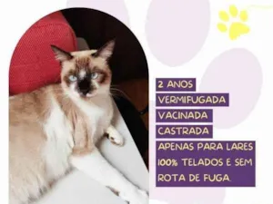 Gato raça SRD-ViraLata idade 1 ano nome Sabrina