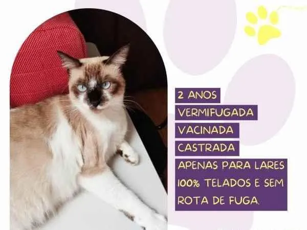 Gato ra a SRD-ViraLata idade 1 ano nome Sabrina