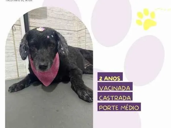 Cachorro ra a SRD-ViraLata idade 1 ano nome Neguinha