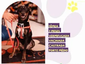 Cachorro raça SRD-ViraLata idade 1 ano nome Any