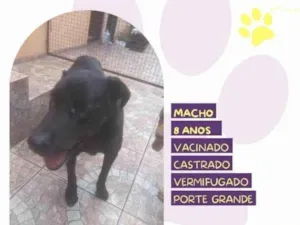 Cachorro raça SRD-ViraLata idade 1 ano nome Lukao