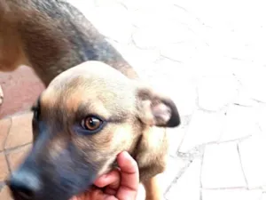 Cachorro raça SRD-ViraLata idade 2 a 6 meses nome myu