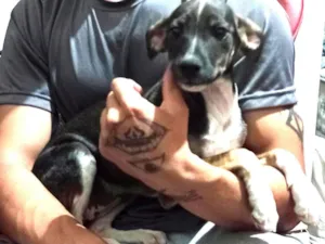 Cachorro raça SRD-ViraLata idade 2 a 6 meses nome Yue