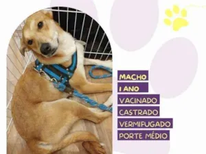 Cachorro raça SRD-ViraLata idade 1 ano nome Simba